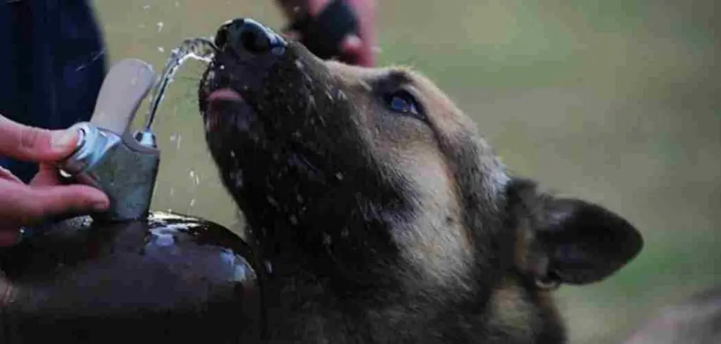 7 Warning Signs Your German Shepherd May Be Dehydrated