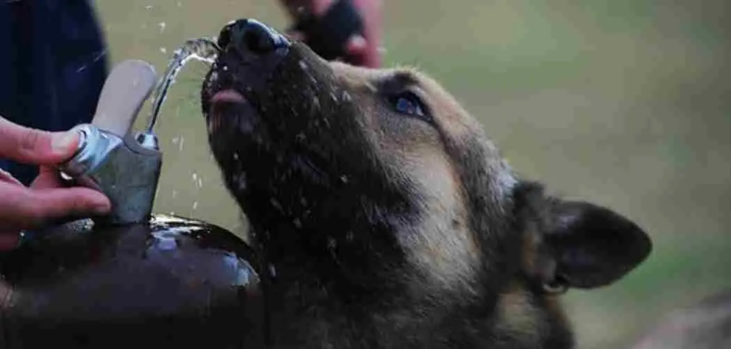 7 Warning Signs Your German Shepherd May Be Dehydrated