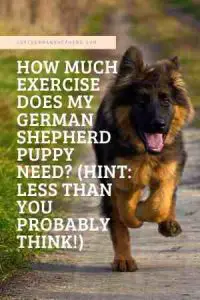 How much exercise does my German Shepherd Puppy need? (Hint: Less than you probably think!)