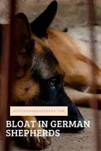 Bloat In German Shepherds