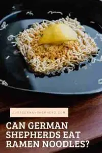 Can German Shepherds Eat Ramen Noodles?