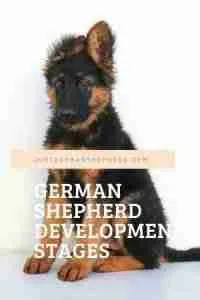 German Shepherd Development Stages