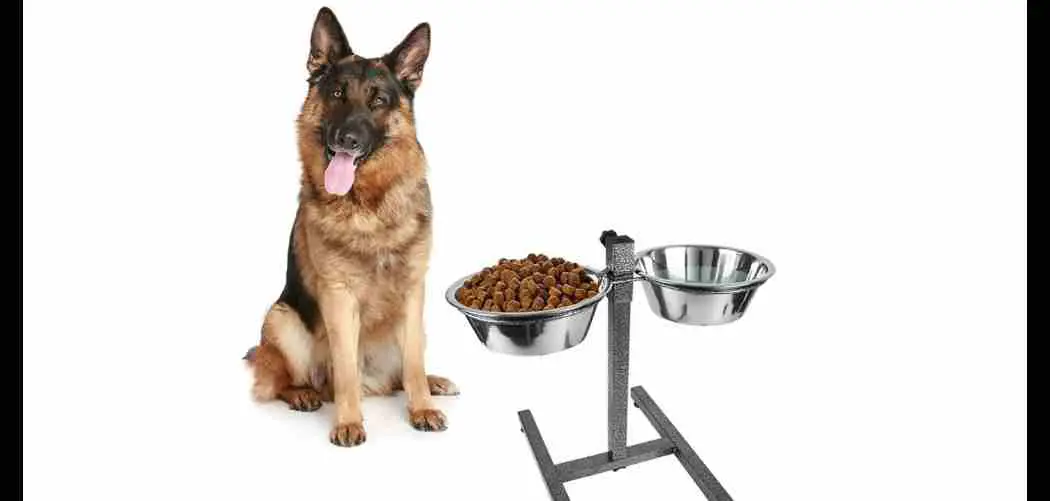 Elevated Bowls - Why they are bad for healthy German Shepherds (And when they might not be)
