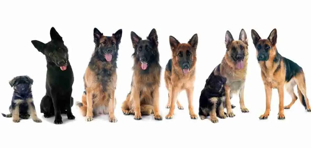 German Shepherd Breed Types Compared - Which is Right for me?