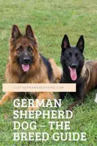 German Shepherd Dog – The Breed Guide