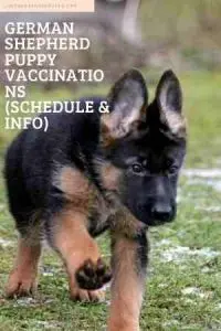 German Shepherd Puppy Vaccinations (Schedule & Info)
