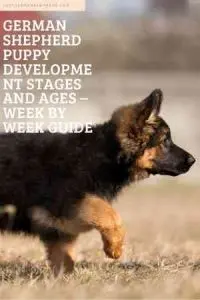 German Shepherd puppy development stages and ages – week by week guide