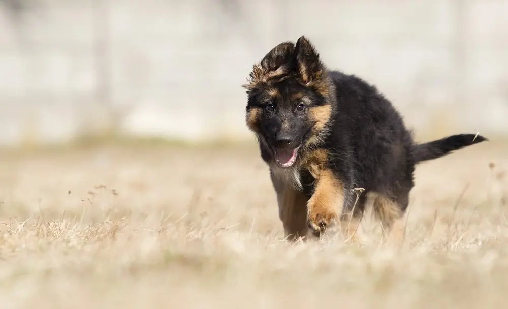 German Shepherd puppy development stages and ages – week by week guide ears
