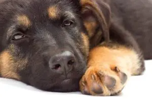  German Shepherd puppy development stages and ages – week by week guide sleepy pup