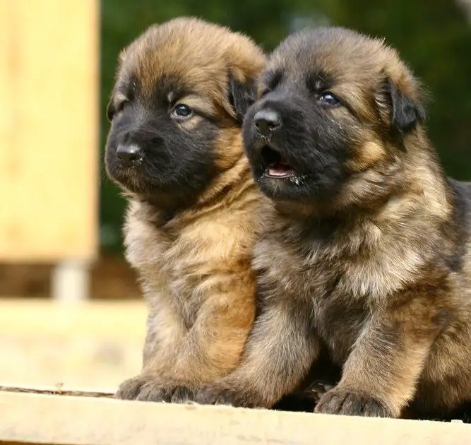 German Shepherd puppy development stages and ages – week by week guide 3 weeks old