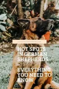 Hot spots In German Shepherds – Everything you need to know