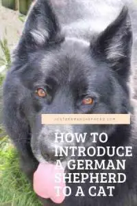 How to introduce a German Shepherd to a cat