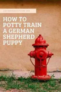 How to potty train a German Shepherd puppy
