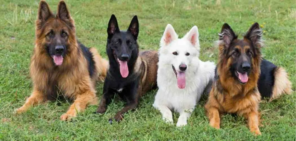 German Shepherd Dog – The Breed Guide