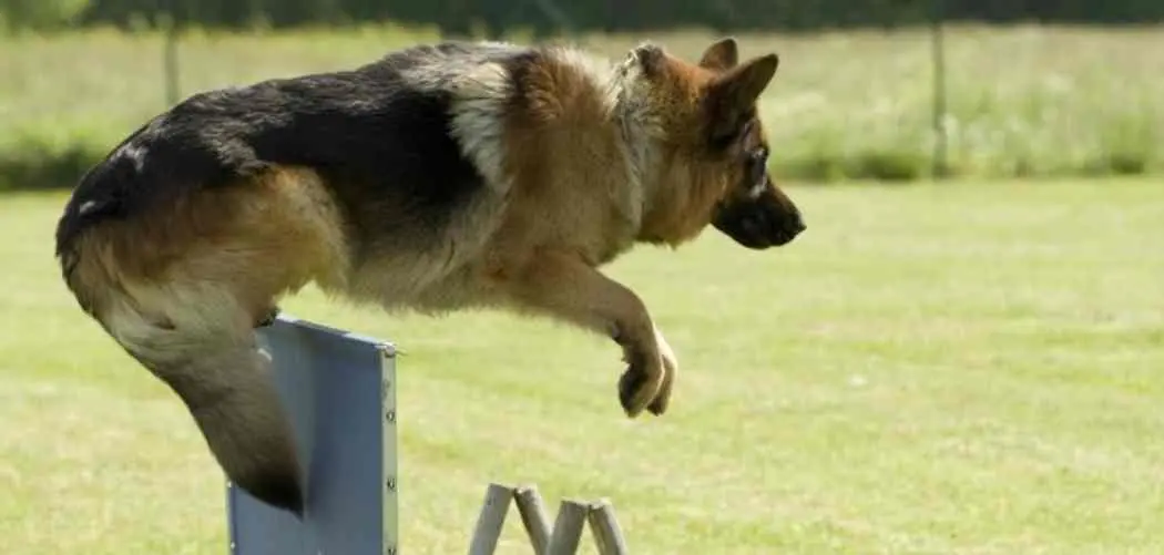How high can a German Shepherd Jump