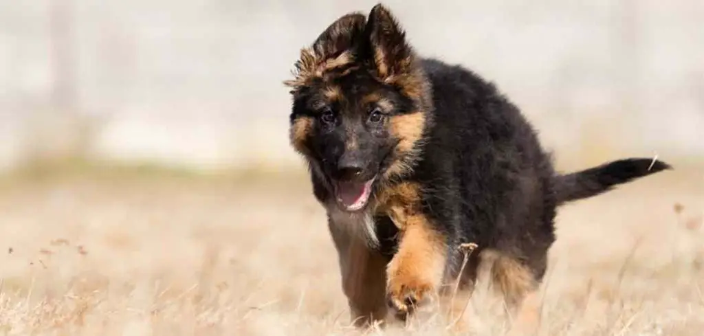 how to puppy proof your home- making a safe place for your German Shepherd puppy