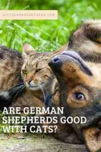 Are German Shepherds Good With Cats