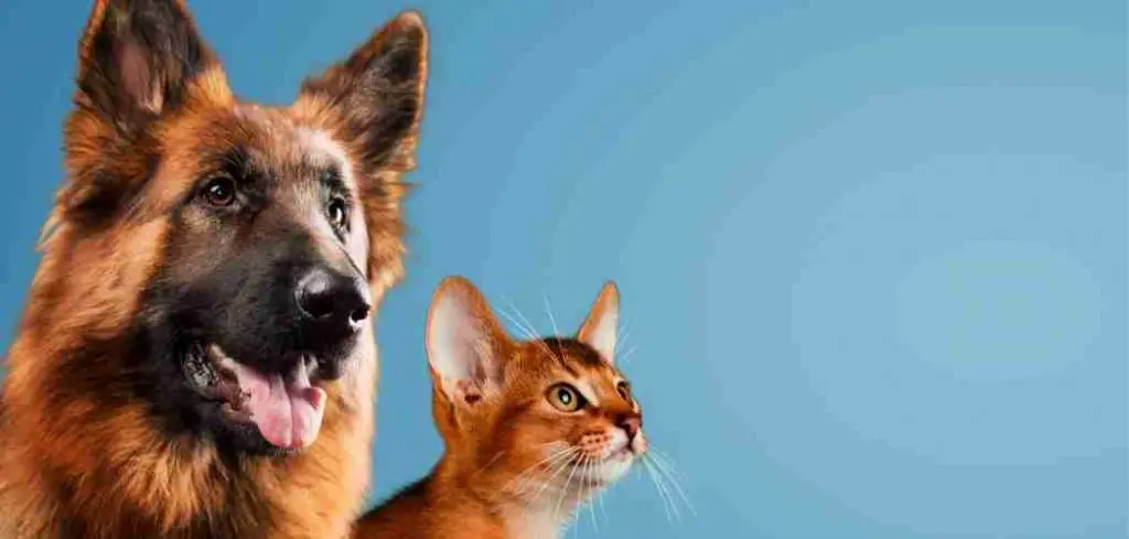 Are German Shepherds Good with Cat Featured