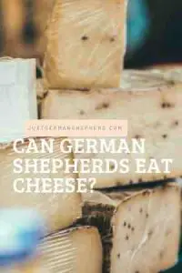 Can German Shepherds Eat Cheese?