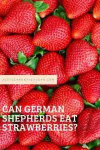 Can German Shepherds Eat Strawberries