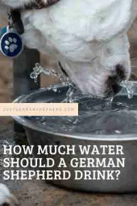How much water should a German Shepherd drink?