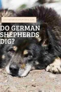 Do German Shepherds Dig