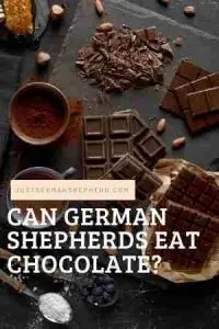 Can German Shepherds Eat Chocolate
