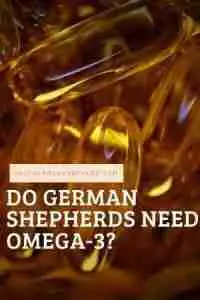 Do German Shepherd Dogs Need Omega-3?