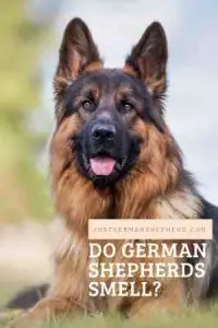 Do German Shepherds Smell?