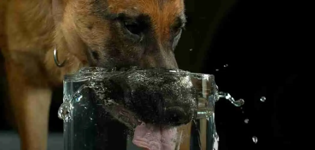How much water should a German Shepherd Drink?