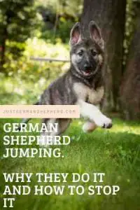 German Shepherd Jumping Up Why They Do it and How To Stop It