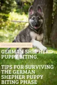German Shepherd Puppy Biting Phase