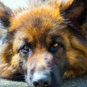 How long can a German Shepherds live? - Life expectancy of a German Shepherd dog