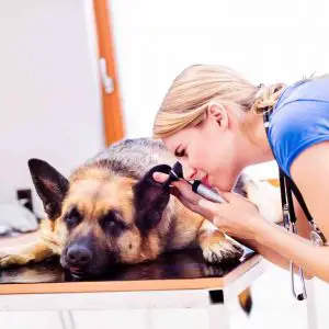How long can a German Shepherds live? - Life expectancy of a German Shepherd dog