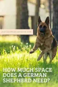 How much space does a German Shepherd Need