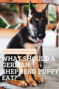 What should a German Shepherd Puppy Eat?