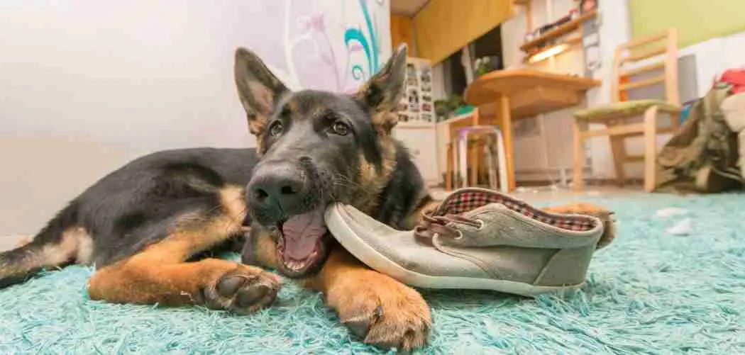 What should a German Shepherd Puppy Eat