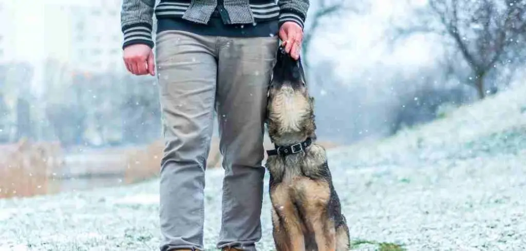 Our Free German Shepherd Dog Training Guide