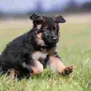 Our free German Shepherd Dog Training Guide