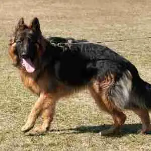 Our free German Shepherd Dog Training Guide